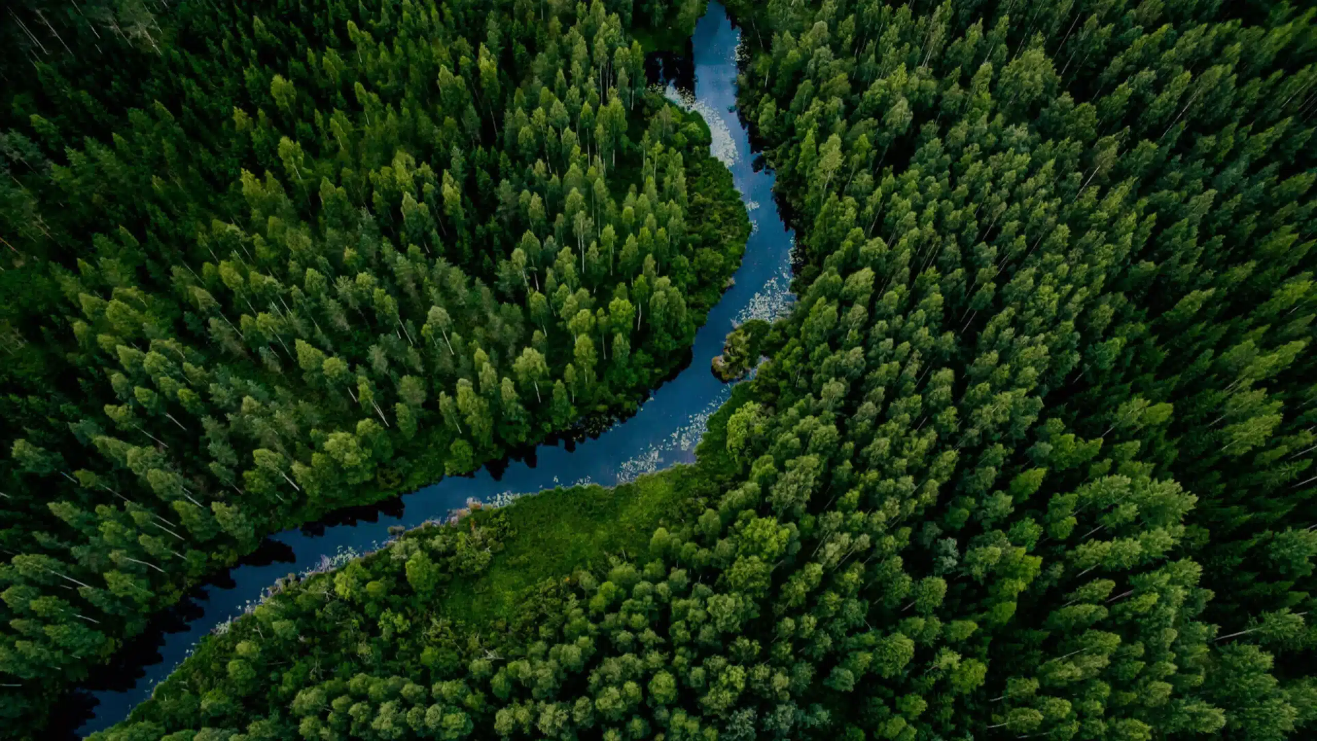 Aerial View Of Green Grass Forest With Tall Pine Trees And Blue Bendy River Flowing Through The Forest