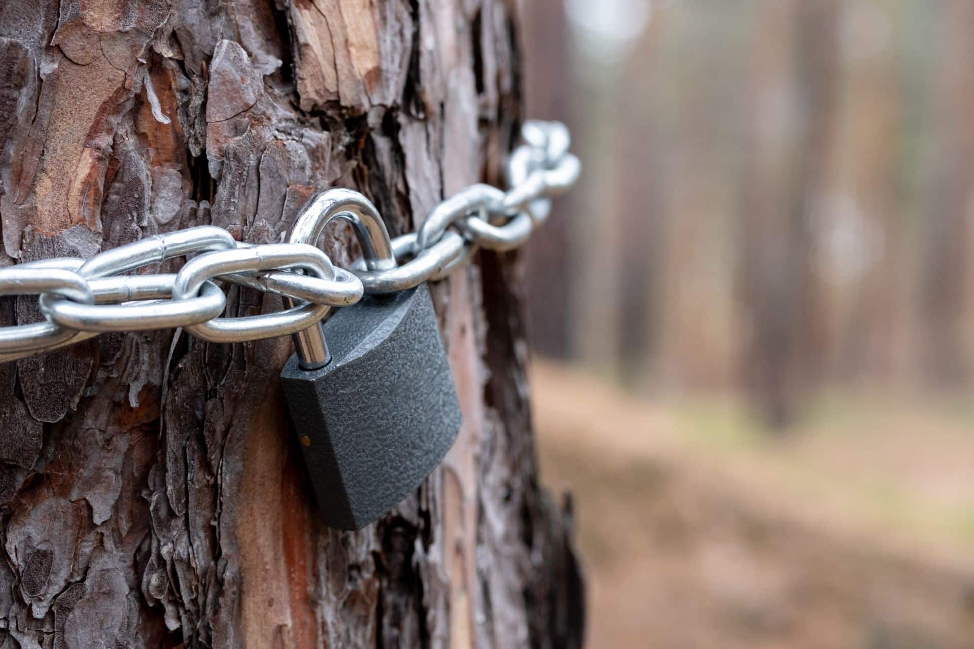 lock chained on a tree